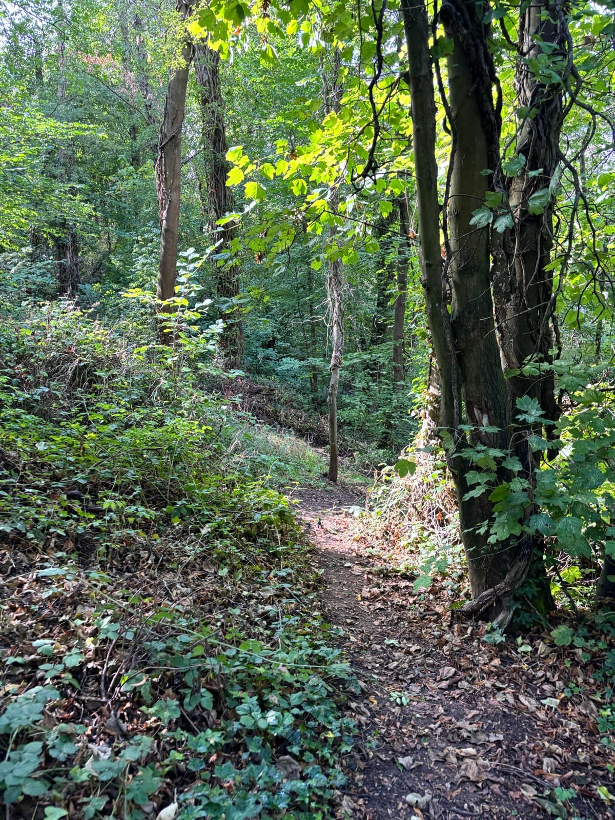 A narrow dirt path running through dense woodland, ivy and brambles on both sides
