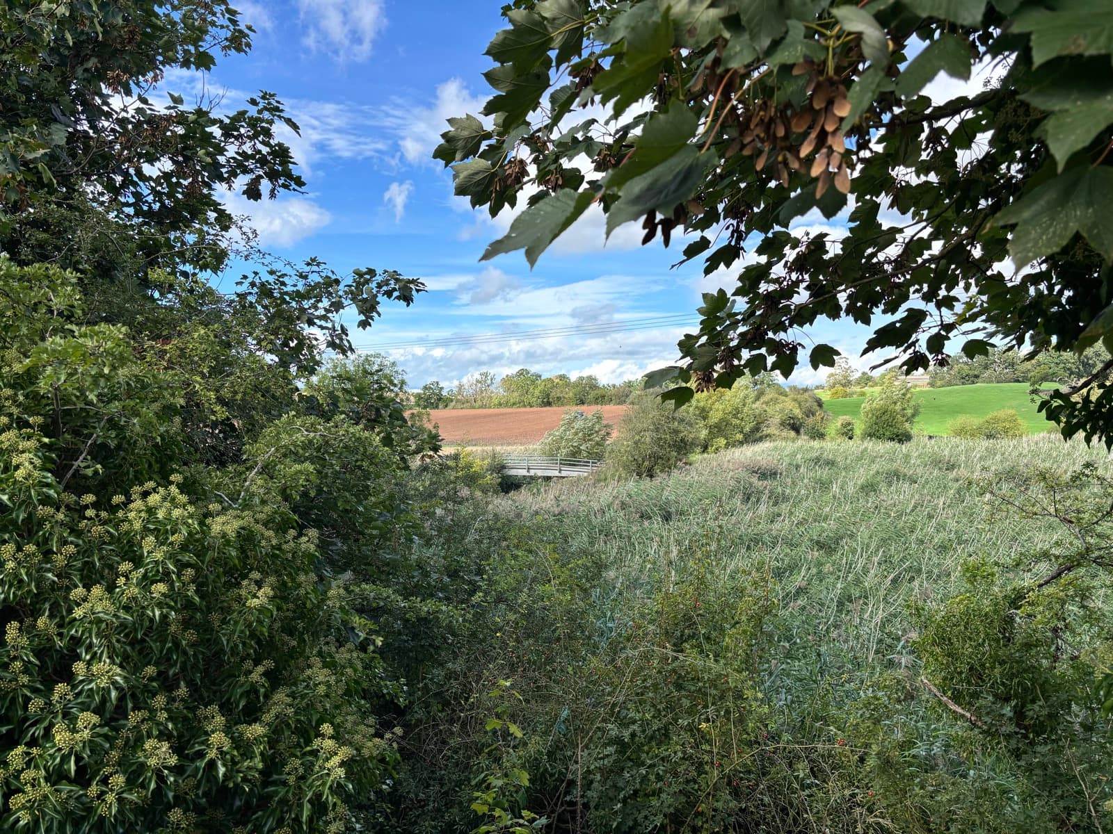 The Salwarpe valley from the path, reeds and scrub in the foreground and a white footbridge in the middle distance